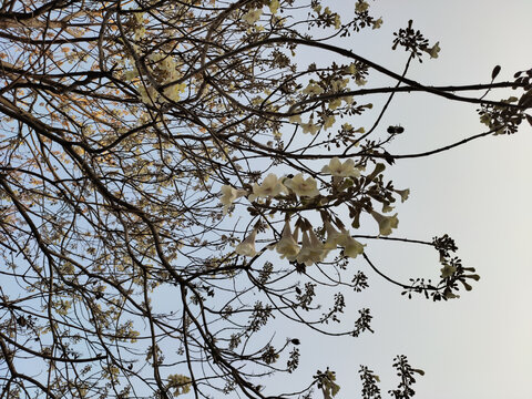 仰拍泡桐花