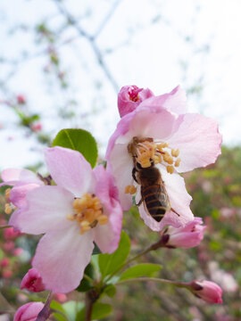蜜蜂采蜜