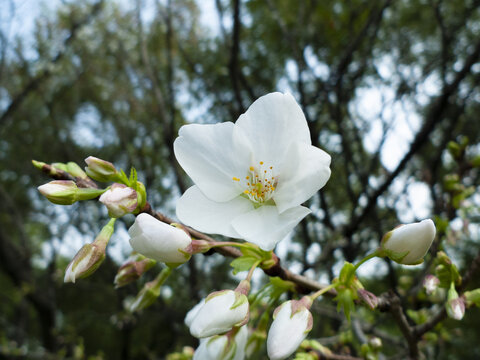 樱花