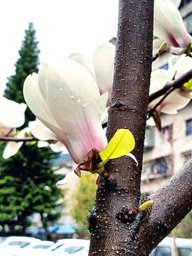 望春花