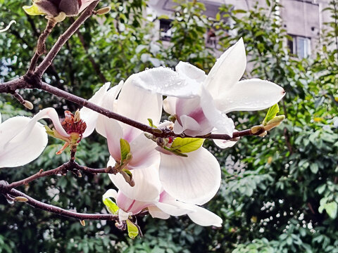 望春花