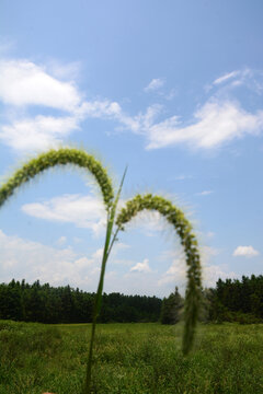 狗尾巴草