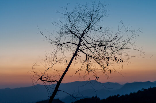 夕阳落日后的枯树