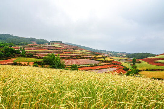 东川红土地