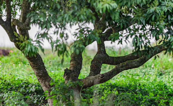 荔枝树