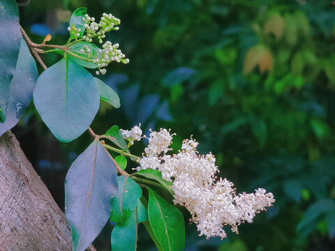 丁香花