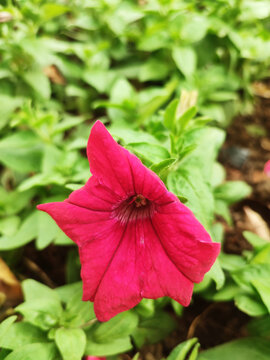 碧冬茄花鲜花盛开