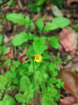 黄鹌菜小黄花