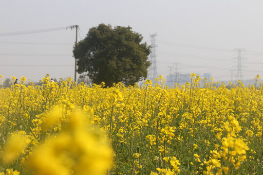 油菜花