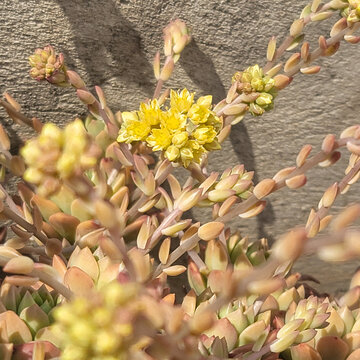 肉开花了