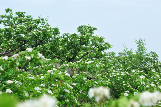 山楂园白色花