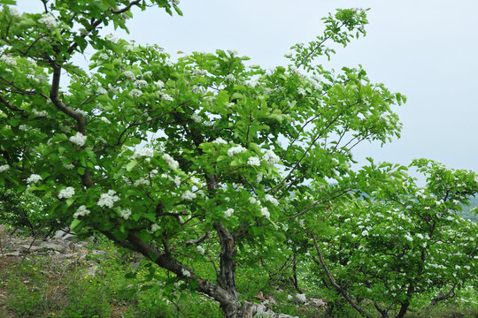 山楂树开花