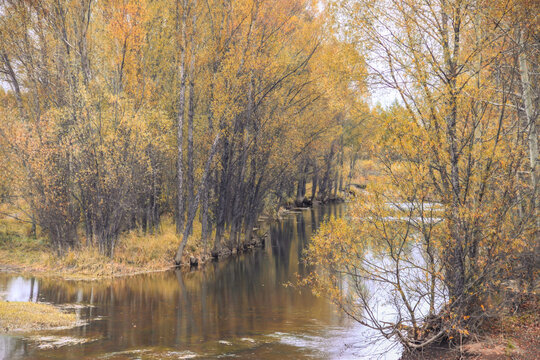 河边秋色树林