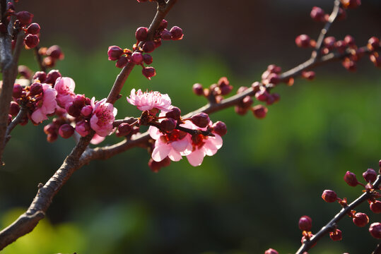 梅花