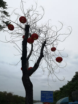 风景树