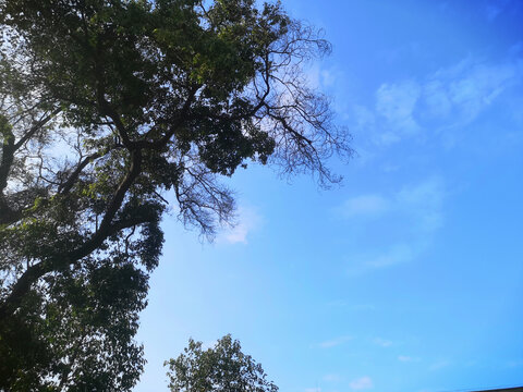 蓝天大树