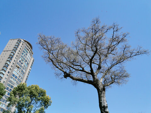 高楼与大树