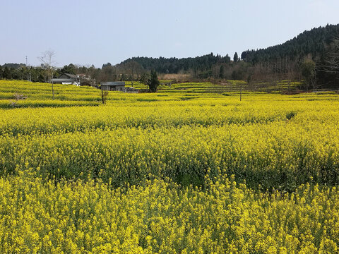 油菜花田