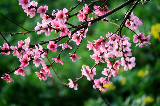 桃花枝