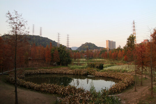 大观湿地公园