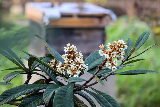 枇杷花