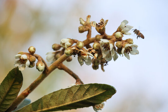 枇杷花