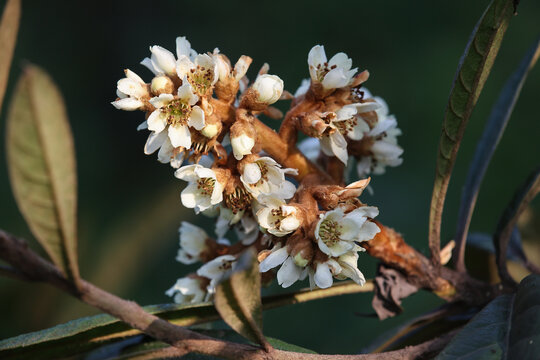 枇杷花