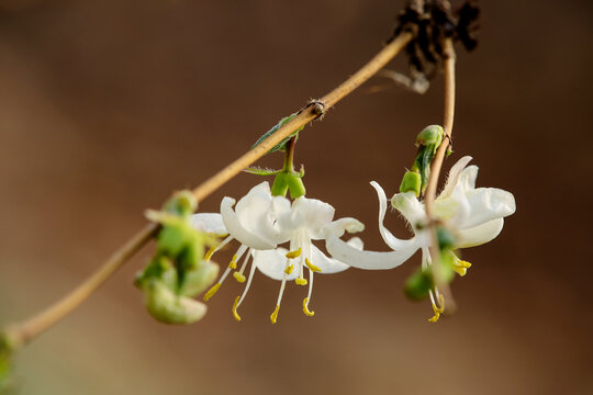 忍冬花