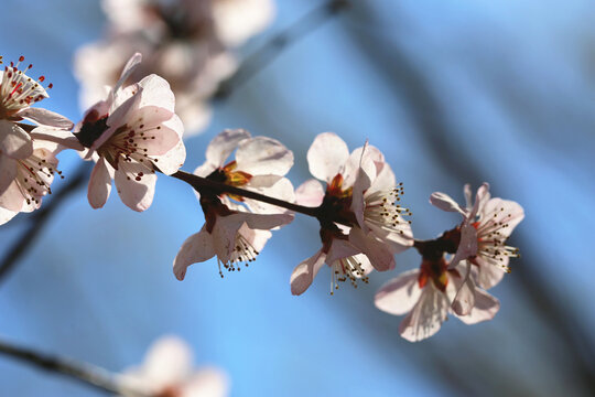 春天桃花盛开高清图