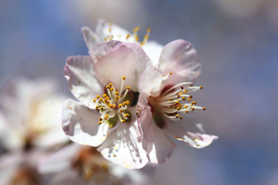微距拍摄春天桃花