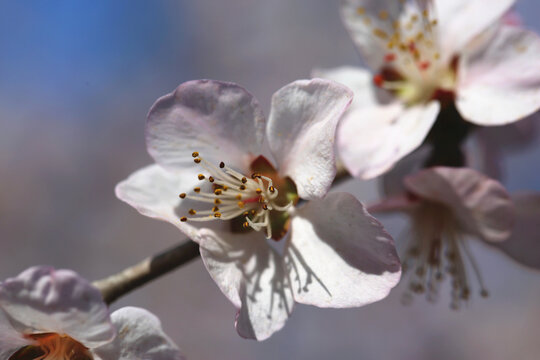 高清桃花大图