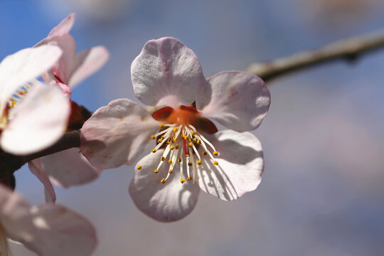 高清桃花大图