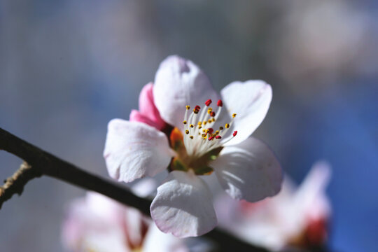 春天桃花绽放高清图