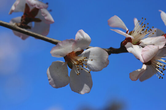春天桃花绽放高清图