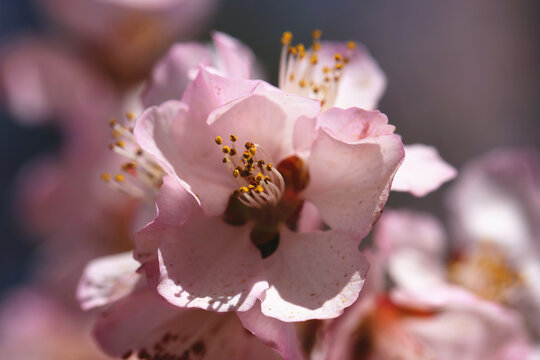 高清桃花大图