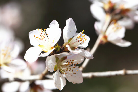 春天桃花盛开高清图