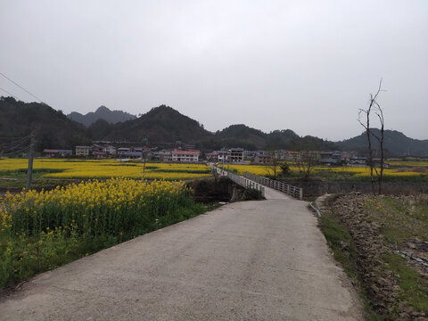 乡村油菜花