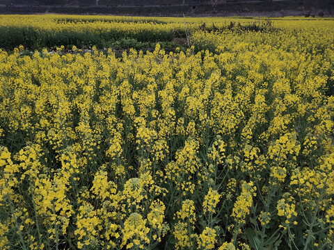 油菜花