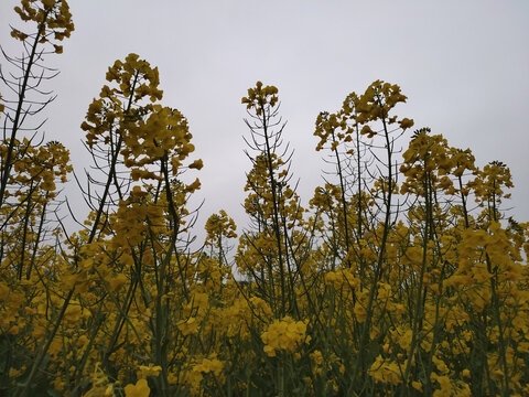 油菜花背景