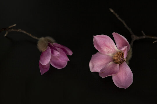 玉兰花白玉兰黑背景