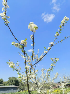 李子花