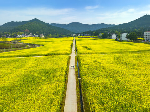 希望的田野