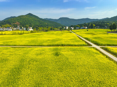 希望的田野