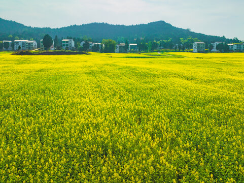 希望的田野