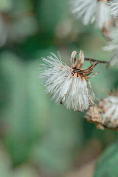 芦苇花