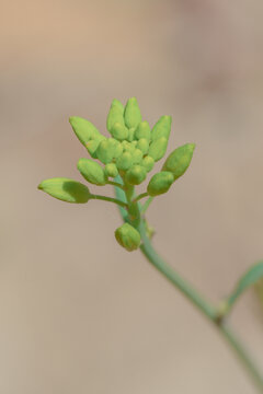 油菜花