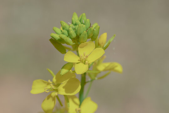 油菜花