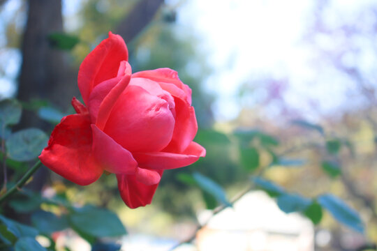 月季花