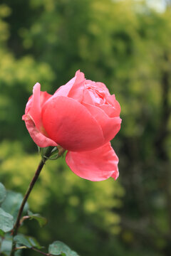 玫瑰花