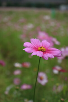 格桑花